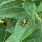 1 soldier beetle