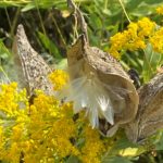 4 milkweed