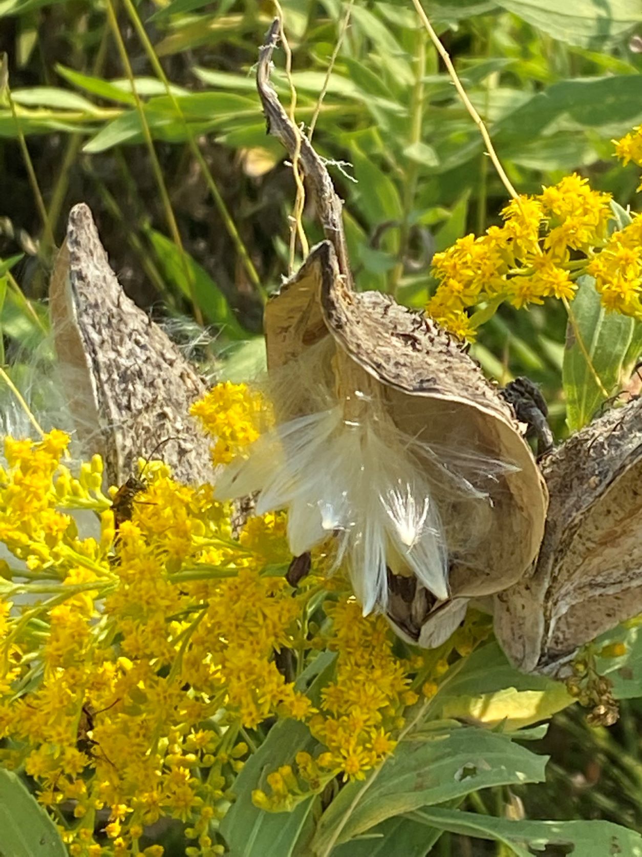 4 milkweed